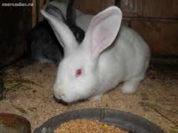 /album/mananca-sanatos-ro/images-4-jpg/